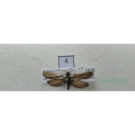 Adela reaumurella (Linnaeus, 1758) Wąsik zieloniaczek Czech4